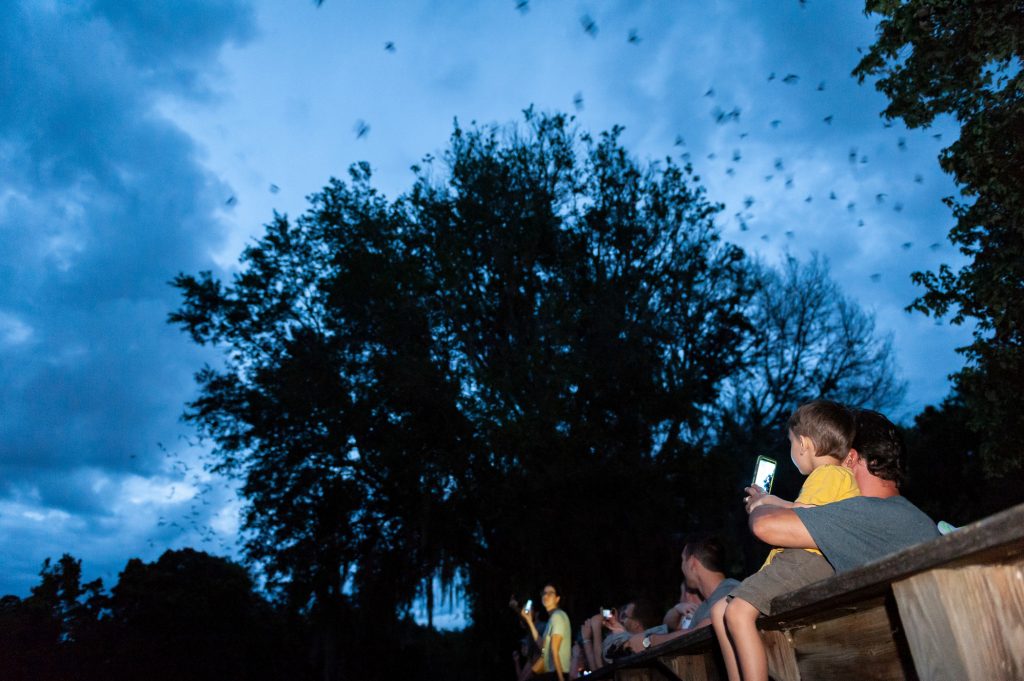 several people sit along a fence in twilight while bats fly along either side of a large tree against the evening sky