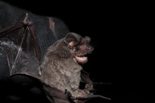 close up of bat with wings spread with side view of its face