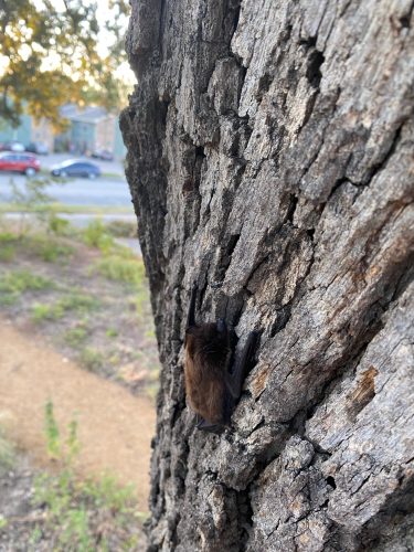 brown and black bat on the side of a tree