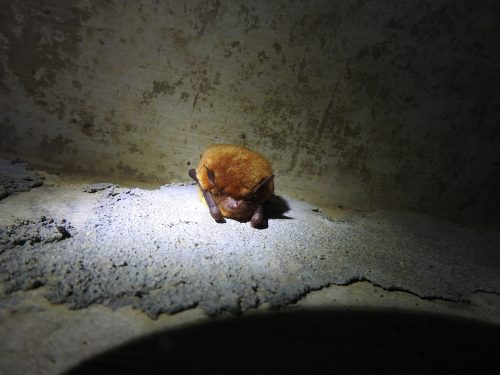 bat on side of cement building prably