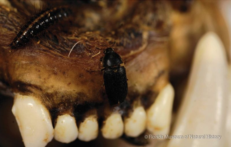 beetles cleaning panther skull