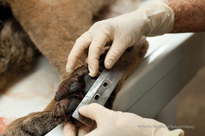 researcher measuring dead panther's foot