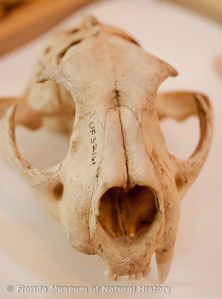 specimen skull