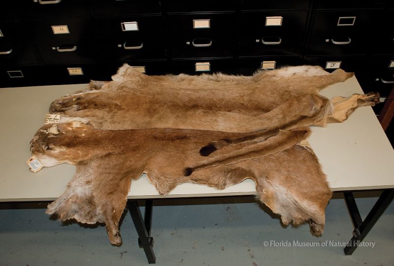 pelts of two big cats compared