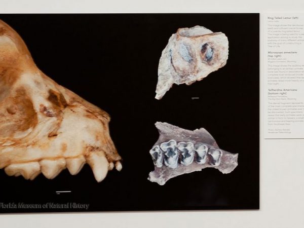 mammal research photos