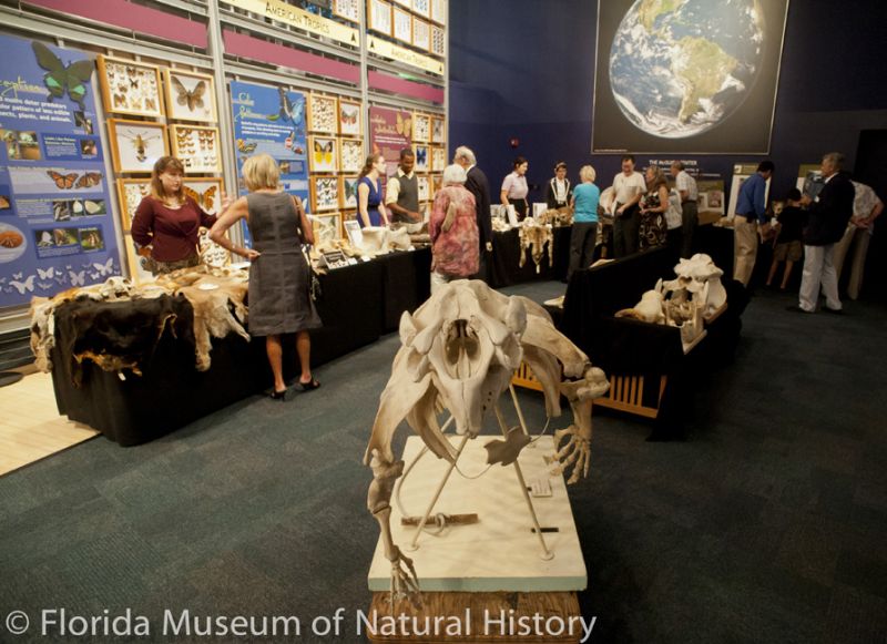 visitors explore a mammal specimen exhibit