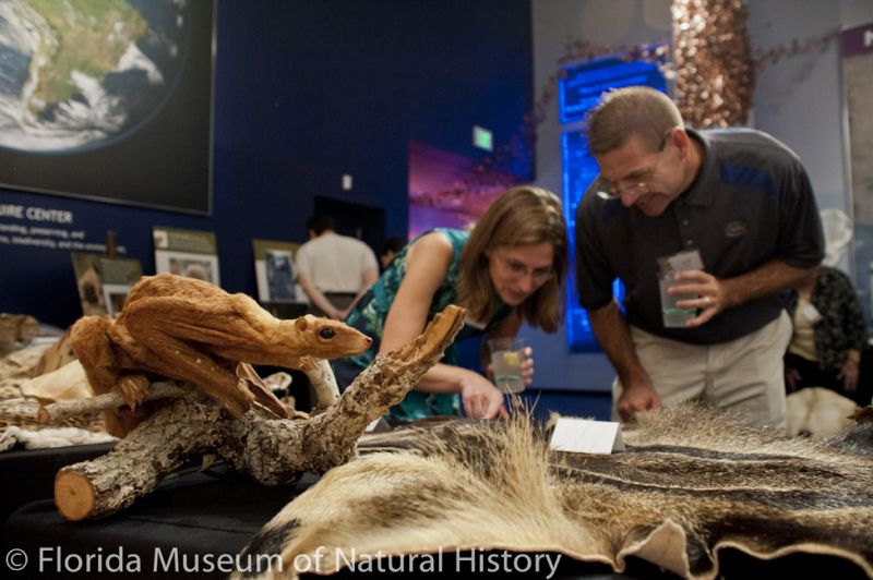visitors examine a mammal specimen