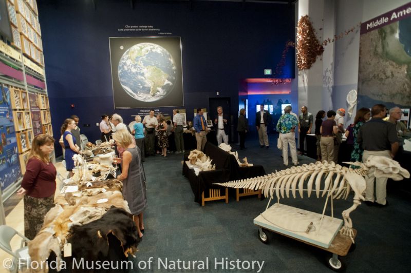 visitors explore mammal specimens