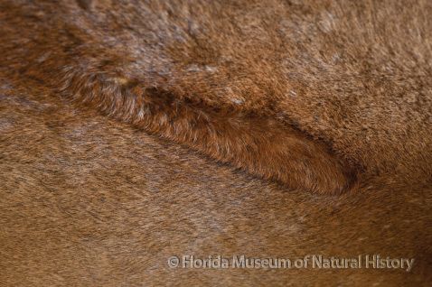 Florida panther has a cowlick