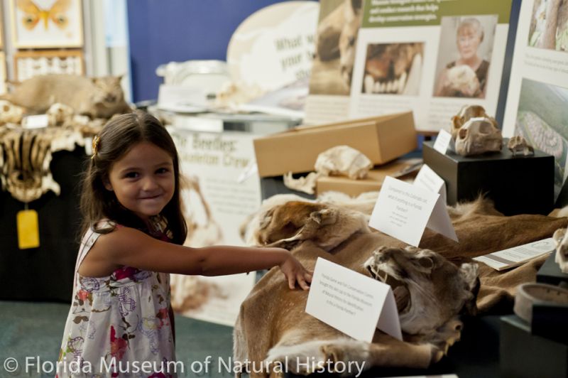 a child investigates a panther hide