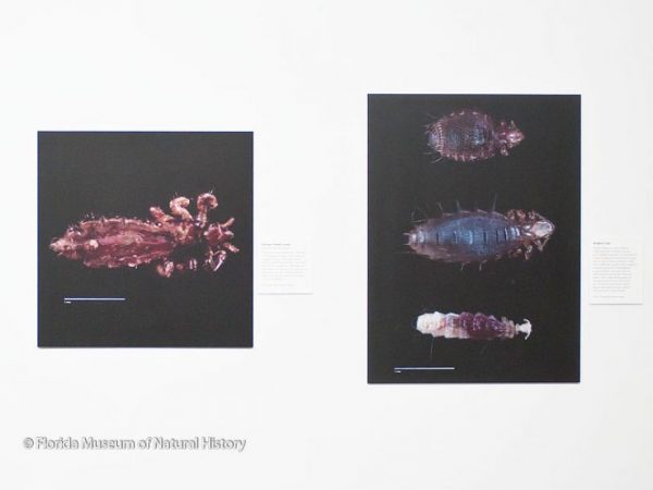 lice images magnified
