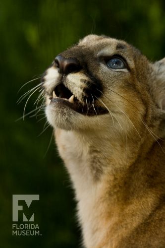 The Florida panther, a subspecies of mountain lion found only in South Florida, is threatened by habitat loss and loss of genetic diversity. Florida Museum photo by Eric Zamora Florida panther profile