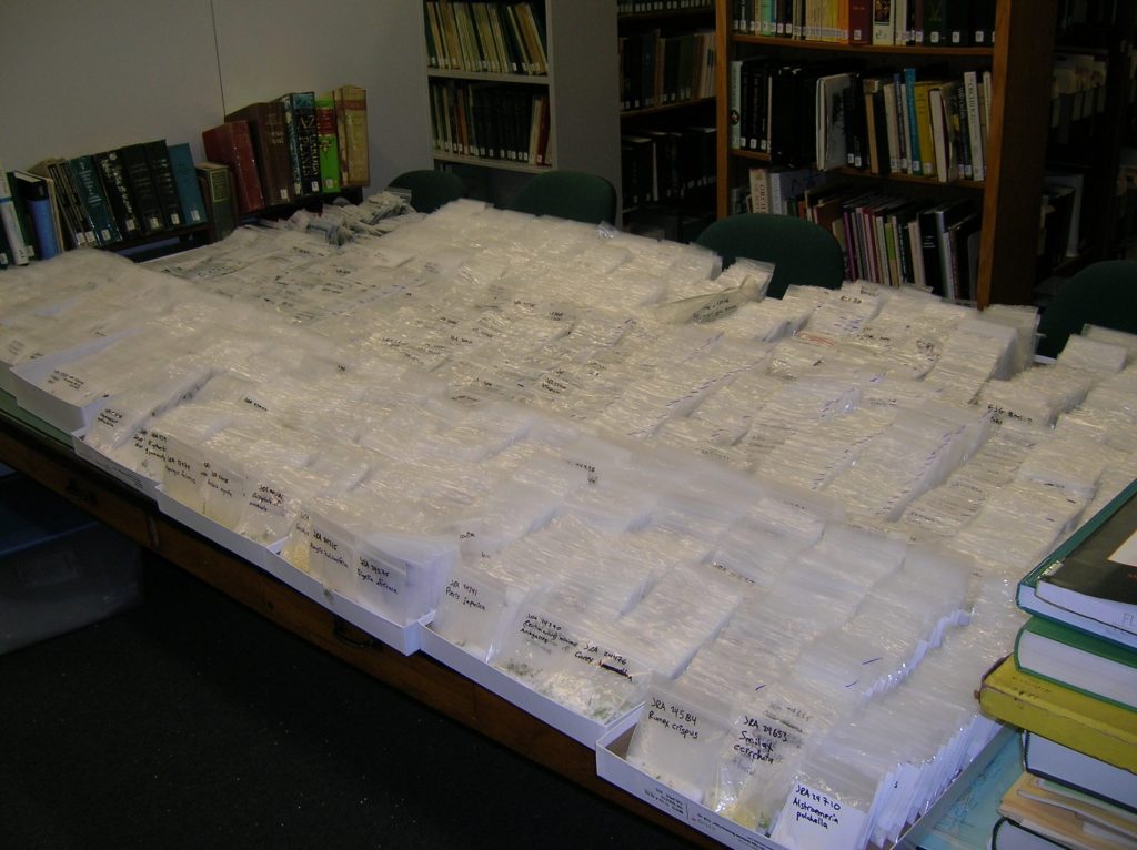 Plant tissues set out on the table