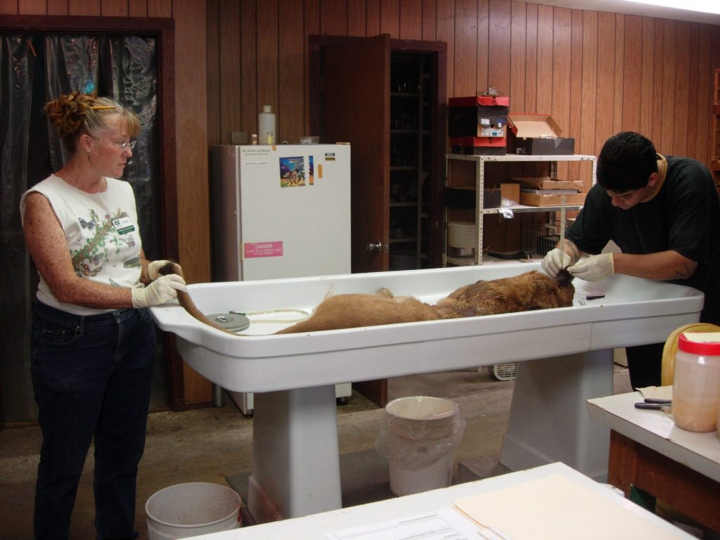 Candace McCaffery (Mammals Collection Manager) and Roberto Quinonez (Mammals Collection Preparator) taking measurements of Florida panther