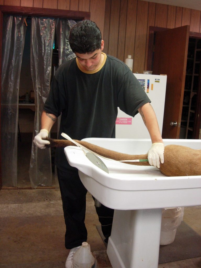 Roberto Quinonez (Mammals Collection Preparator) taking measurements (tail length) and checking for kink in tail.