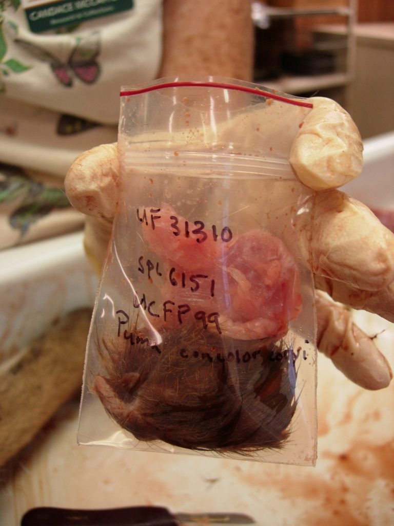 tissue samples in plastic bag