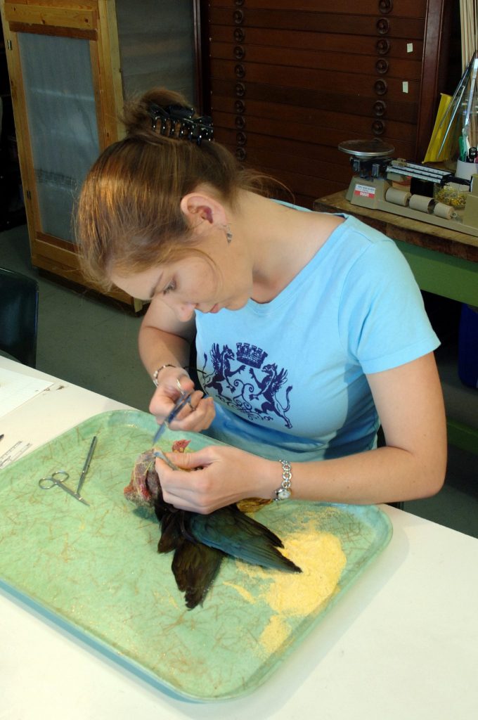 person removing tissue samples from avian specimen