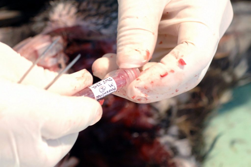 gloved hands closing vial with tissue samples