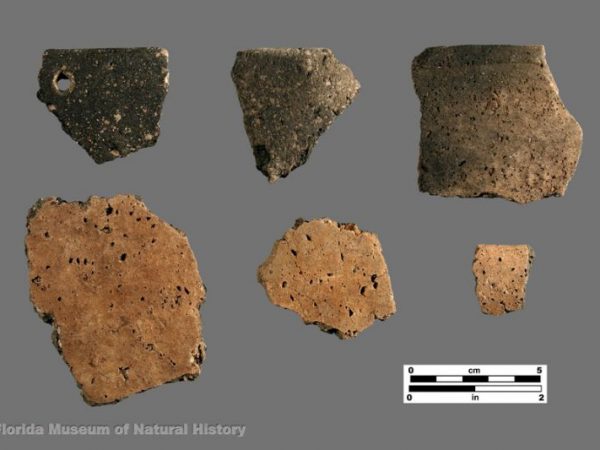 Pasco Plain (limestone-tempered) pottery