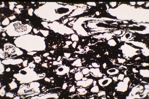 Thin section view of fiber-tempered sherd showing carbonized fibers in some fiber temper voids (width of image 2.5mm; PPL, 4x)