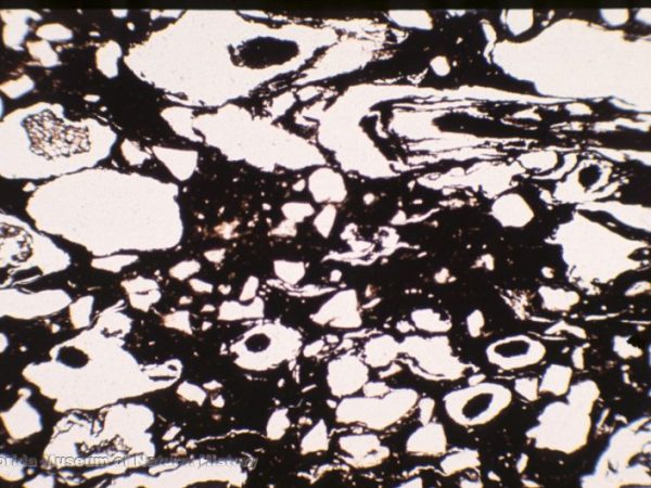Thin section view of fiber-tempered sherd showing carbonized fibers in some fiber temper voids (width of image 2.5mm; PPL, 4x)