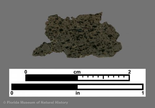 Cross section of fiber-tempered sherd showing a few carbonized fibers