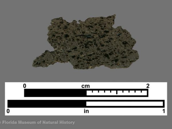 Cross section of fiber-tempered sherd showing a few carbonized fibers