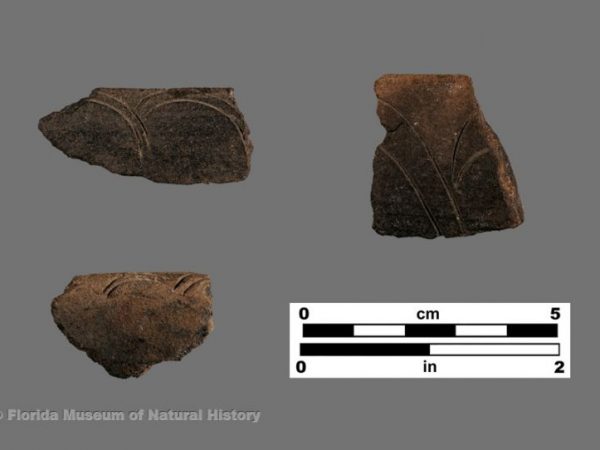 Key Largo Incised-variant (Glades series)