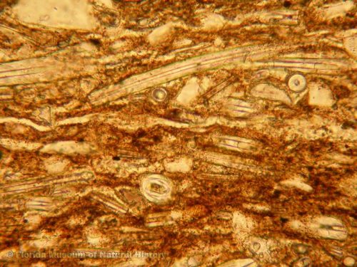 Thin section view of sponge spicules (width of image 0.5mm; PPL, 25x)