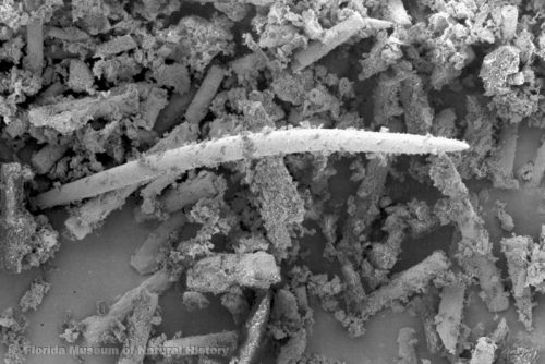 SEM photo of sponge spicules (St. Johns pottery); width of image ca. 3mm