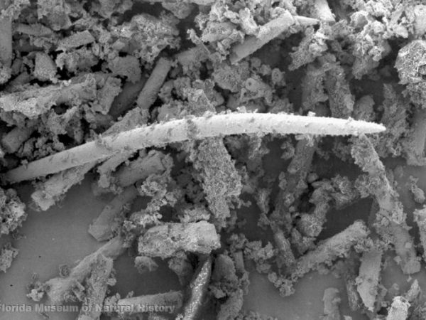 SEM photo of sponge spicules (St. Johns pottery); width of image ca. 3mm