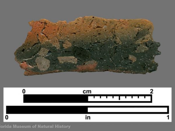 Cross section of grog-tempered sherd
