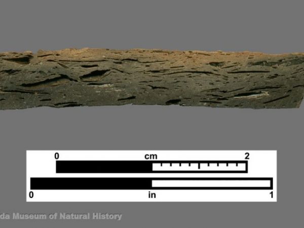 Cross section of sherd showing platy voids from dissolved shell temper