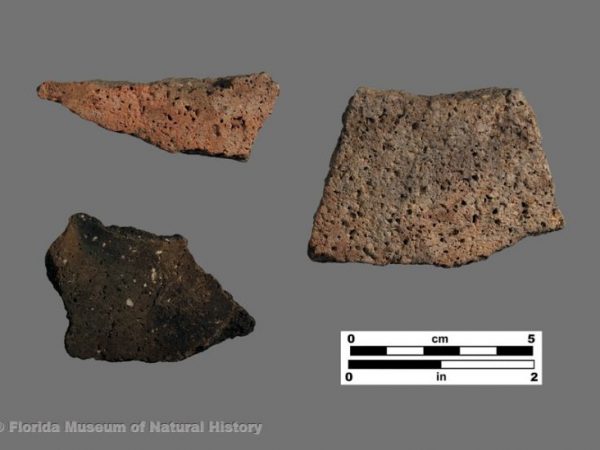 Pensacola Plain (shell-tempered) pottery