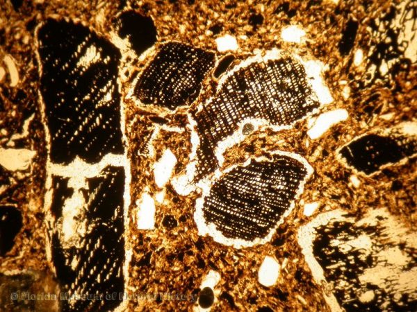 Thin section view of charcoal-tempered sherd showing common charred wood fragments (width of image 2.5mm; PPL,4x)