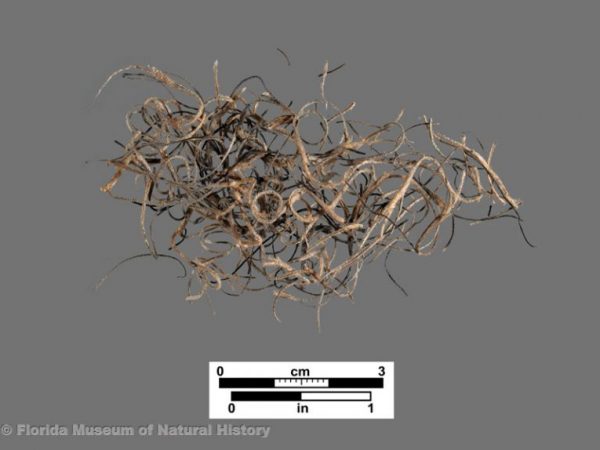 Spanish moss, Tillandsia usneoides (fiber-temper)