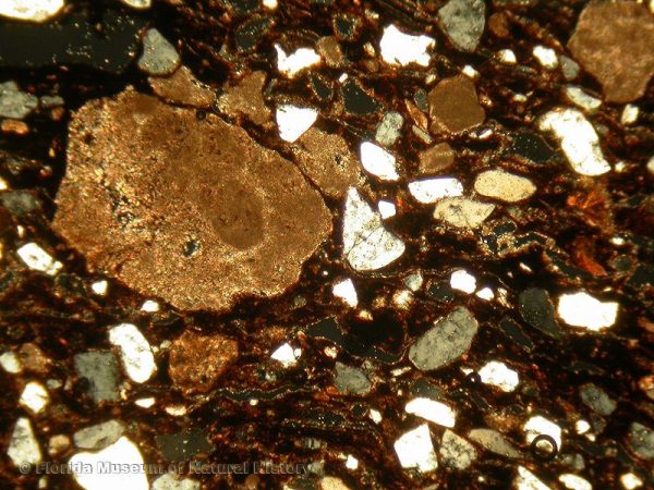 Thin section of limestone-tempered sherd (width of image 2.5mm; XP, 4x)