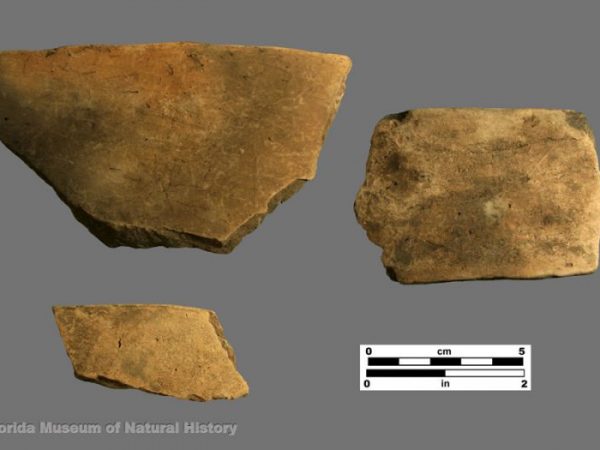 St. Johns Plain sherds