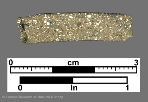 Cross section of sherd showing shell temper