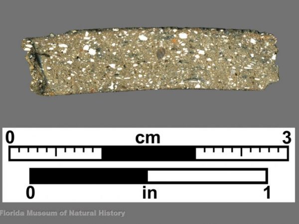 Cross section of sherd showing shell temper