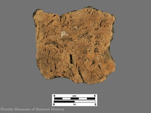 Orange Plain fiber-tempered sherd