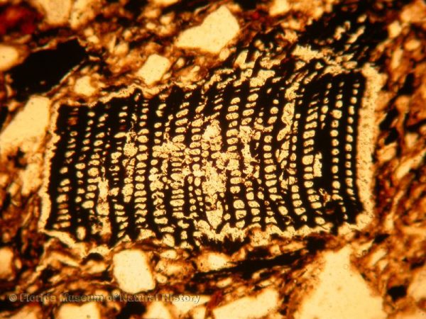 Thin section view of charcoal temper showing preservation of wood cell structure (width of image 1.5mm; PPL,10x)