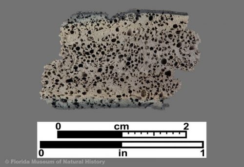 Cross section of fiber-tempered sherd showing cross section of channel pores from burned out fibers