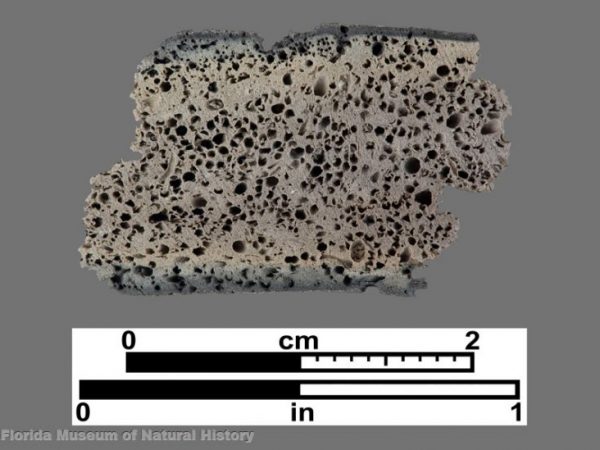 Cross section of fiber-tempered sherd showing cross section of channel pores from burned out fibers