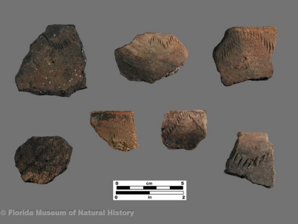 Sanibel Incised (Glades series)