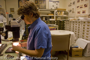 Ann Cordell in lab
