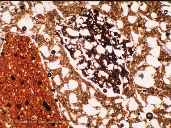 Thin section of grog-tempered sherd (width of image 2.5mm; PPL, 4x)
