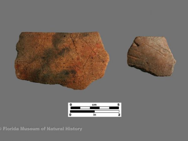 Cane Patch Incised (Glades series)