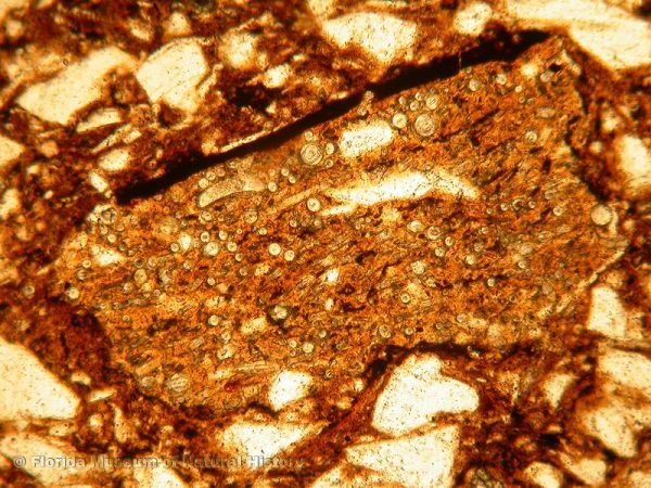 Thin section of grog-tempered sherd (width of image 1mm; PPL, 10x) showing St. Johns grog temper
