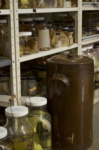 A fish crock next glass jars of fish on floor of Ichthyology.